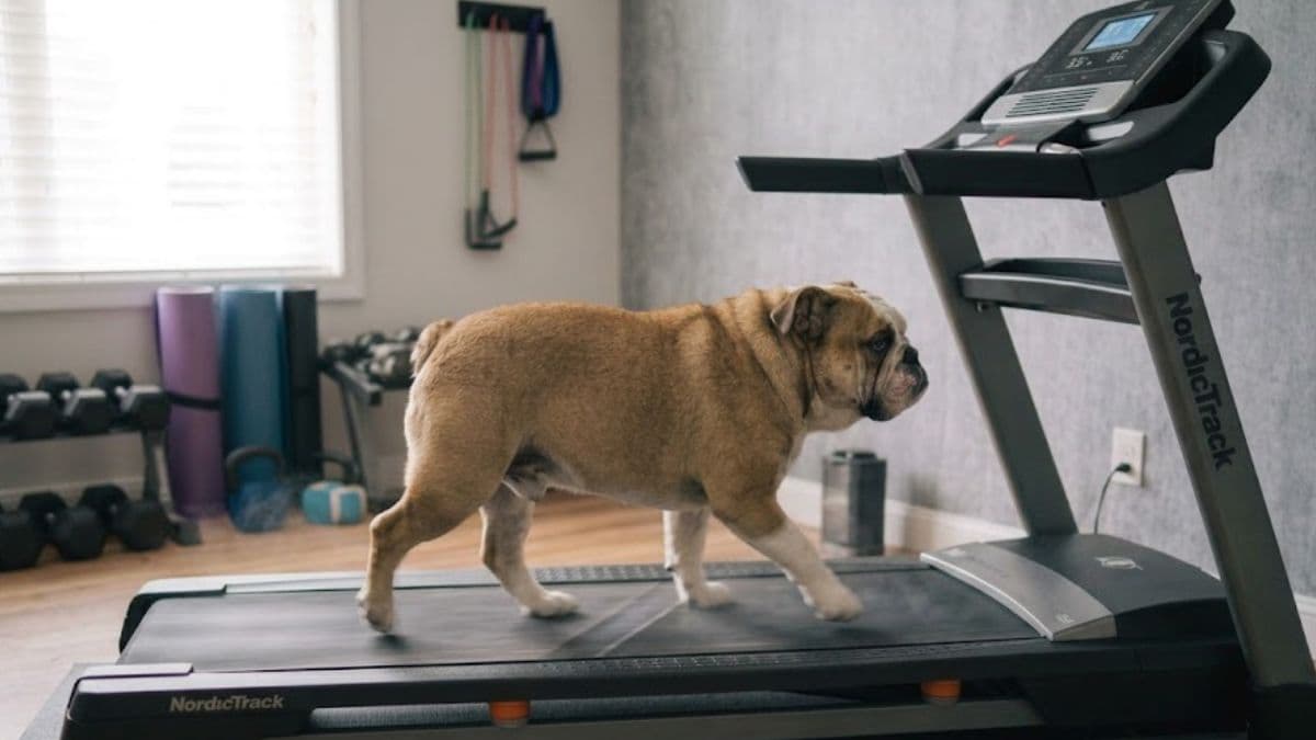 Marca de suplementos para pets aposta em ‘Mounjaro para cachorro’ para alcançar receita de R$ 1 bilhão até 2029