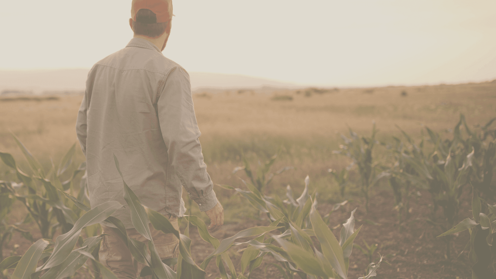 Mercado Agrícola: proteja sua produção com derivativos